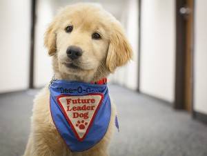 future_leader_dog